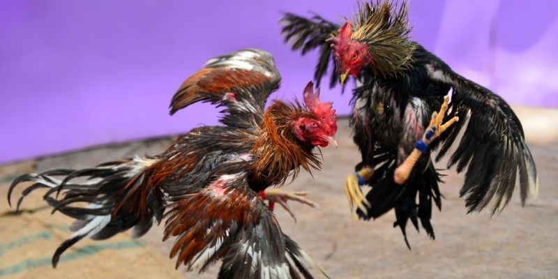 ae 88 KM Game Bài 3d