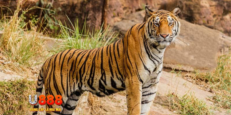 ae 88 xổ số bình thuận