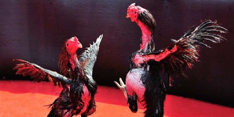 ae 88 thị trường baccarat là gì