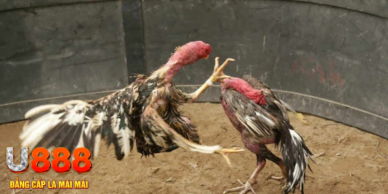 ae 88 đăng nhập tiến lên miền nam số 1